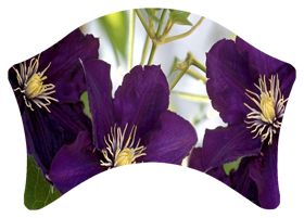 DABAN-024 Purple Cylmaties